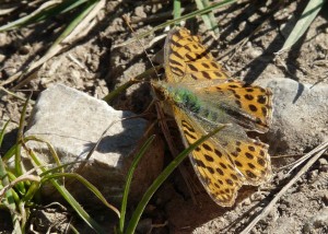 Petit nacré - Vassieux - 0309 - PPC2.jpg