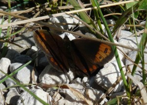 Erebia neoridas (Moiré automnal) - Vassieux - 3108 - PPC1.jpg