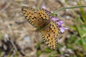 Moyen nacré - (Argynnis adippe) - Vassieux - 0309 (20).jpg