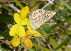 Polyommatus icarus - Vassieux - 3108 (22).jpg