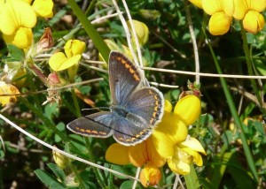 Polyommatus icarus - Vassieux - 3108 (23).jpg