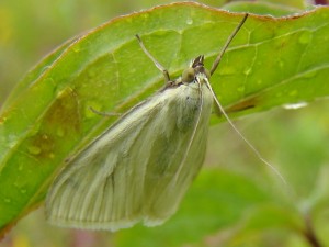 Sitochroa palealis.JPG