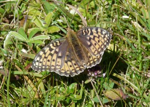 Le Chiffre (Arynnis niobe) - Fond d'Urle - 2808  - PPC1 (2).jpg