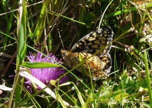 Le Chiffre (Arynnis niobe) - Fond d'Urle - 2808  - PPC1 (3).jpg