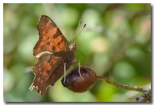 lepidoptere_polygonia_c_album20141012_03.jpg