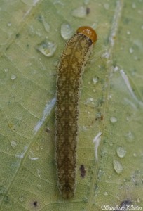 chenille gris vert, tête orange, Bouresse, Poitou-Charentes, 08 octobre 2014 (1).jpg