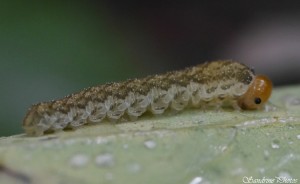 chenille gris vert, tête orange, Bouresse, Poitou-Charentes, 08 octobre 2014 (2).jpg