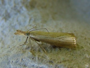 Agriphila straminella.JPG