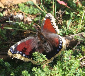 Morio (Nymphalis antiopa).jpg