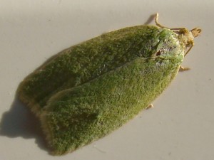 Tortrix viridana.JPG