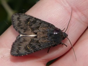 Noctuelle anthracite Aporophyla nigra chenille 01 avril (5).JPG