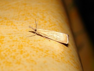 Agriphila strminella (2).JPG