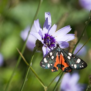 Ecaille Rouge - Callimorpha dominula-0188-4.jpg