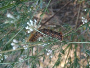 acronicta auricoma.jpg