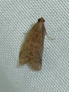 3-possible Eccopisa effractella 2778 Lissieu 14 09 2014 027.JPG