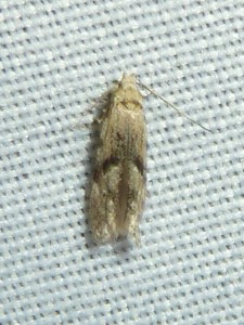 Stenolechia gemmella 1549 Lissieu 13 09 2014 050.JPG