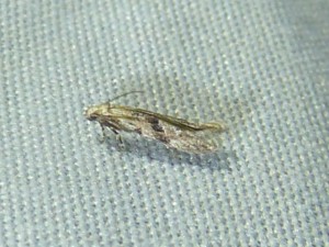 Stenolechia gemmella 1549 Lissieu 13 09 2014 053.JPG