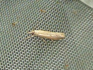 possible Platytes cerussella Lissieu 13 09 2014 039.JPG