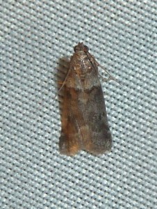 Conobathra (Acrobasis) sodalella 2839  Lissieu 21 09 2014 021.JPG