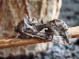 autographa gamma.JPG