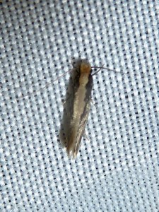 13-Monopis obviella 384  Lissieu 21 09 2014 023.JPG