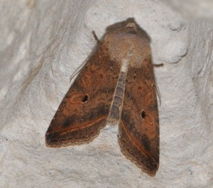 Noctuidae Acronictinae Agrochola macilenta, Xanthie noisette, Yellow-line Quaker-2, 08.11.2014 Ron & Hazel West.JPG