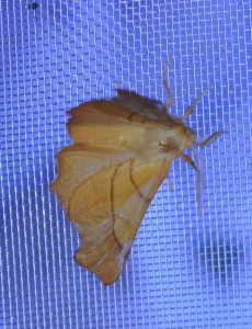 Geometridae Ennominae Ennomos fuscantaria , Mortagne-A, 26.06.2014 Ron & Hazel West.JPG