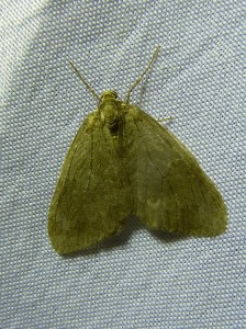 Operophtera brumata m 381 Lissieu 22 11 2014 005.JPG