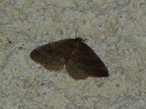 Operophtera brumata m 381 Lissieu 22 11 2014 011.jpg