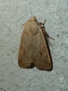 Agrochola macilenta 1207 Lissieu 22 11 2014 014.JPG