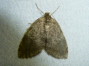 Epirrita dilutata m Lissieu 22 11 2014 002.jpg