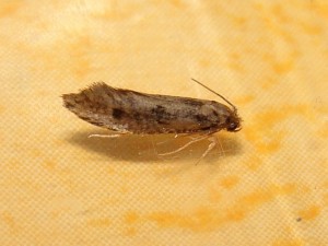 DSC07042.JPG