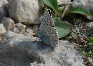 Polyiommatus coridon a confirmer -Vassieux - 3108  - PPC1.jpg