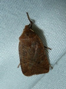 Agrochola lychnidis 1199 Lissieu 29 11 2014 024.JPG