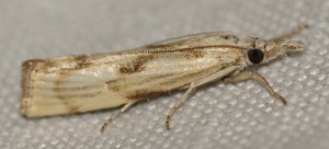 2967... Agriphila brioniellus... 2012.08.10 (2p).jpg