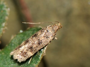 20140712_Bryotropha_§_5189.jpg