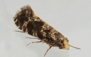 Tineidae - Nemapogon - 23-04-2014.JPG