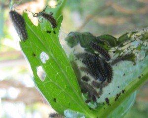 Nid sur valerian 2JULI 2009.jpg