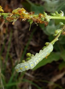 Cucullia lanceolata  Thuries sur Verbascum pulverulentum 28 06 2014 b.jpg