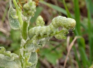 Cucullia lanceolata  Thuries sur Verbascum pulverulentum 28 06 2014 (41)b.jpg