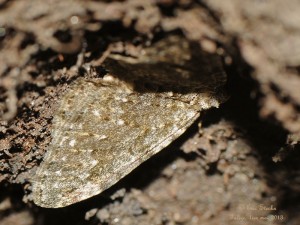 20130501_Colostygia_multistrigaria_56_§.jpg