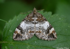 Papillon le long de la Blourde entre Persac et Moussac, Juin 2014.jpg