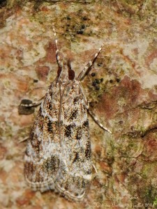 20140713_Scopariinae_5244b.jpg