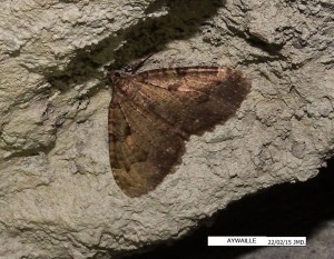 Geometridae_§.jpg