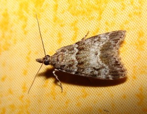 Eudonia mercurella cinq (3).JPG