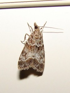 Eudonia mercurella cinq.JPG