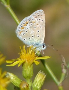 Azuré commun Polyommatus icarus.JPG