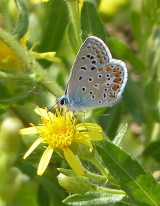 Azuré bleu céleste Polyommatus bellargus.JPG