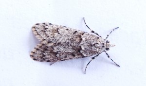 Diurnea fagella.jpg