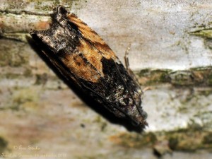 20120916_Epinotia_nisella_0176.jpg